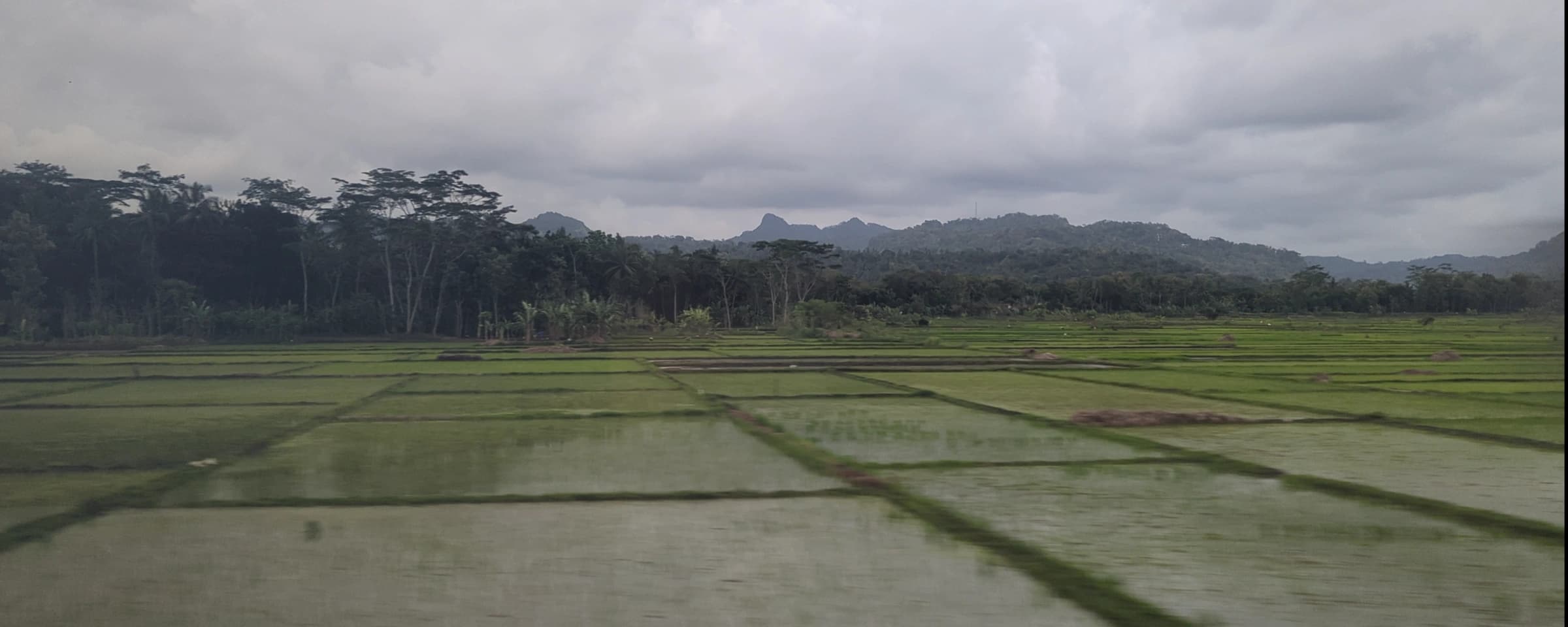 Fields near Kebumen at the southern end of Java