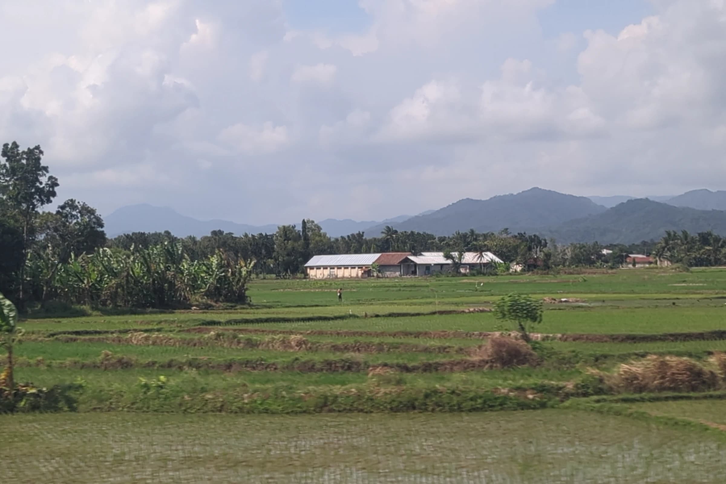 Fields near Stasiun Jenar