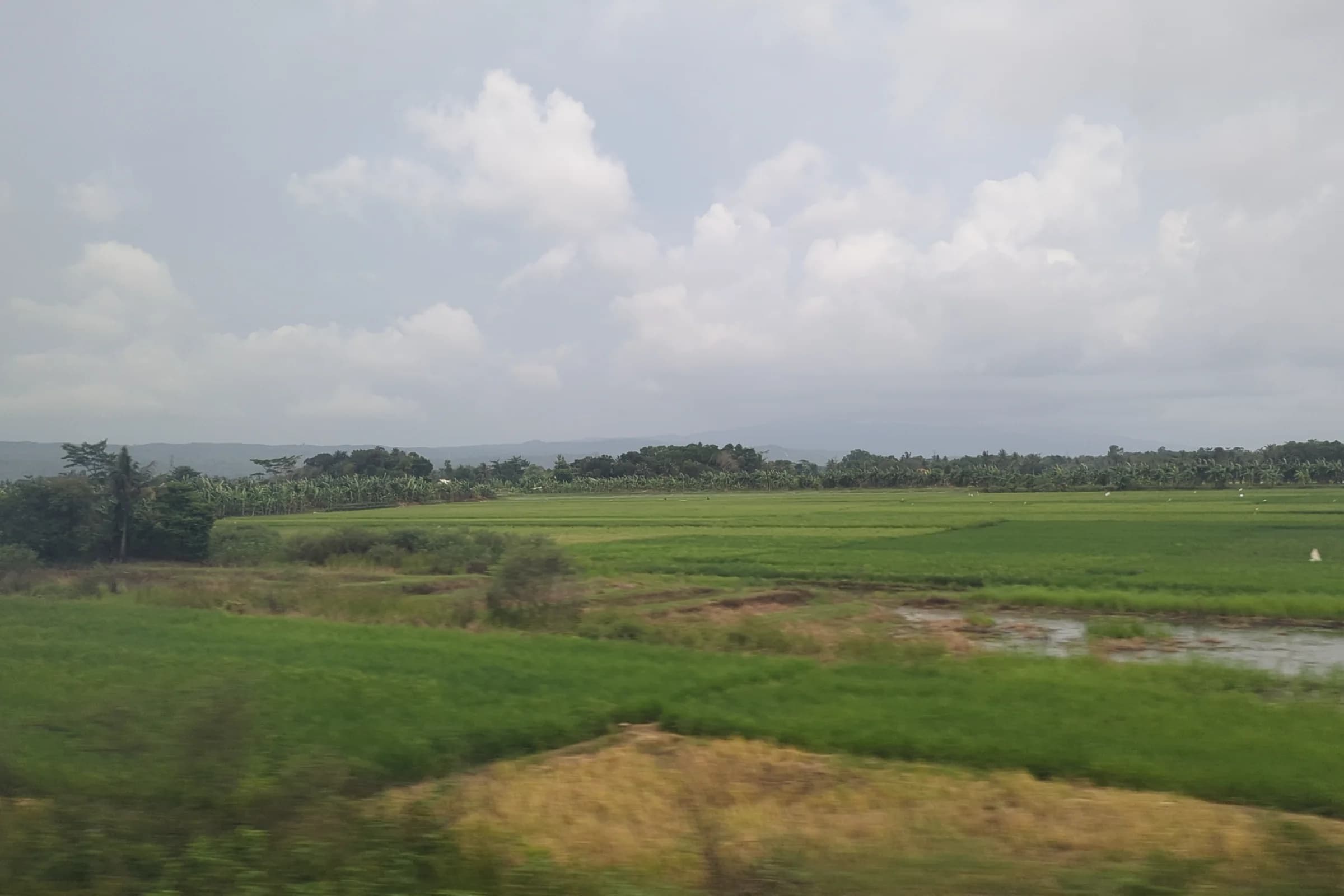 Fields near Stasiun Kroya